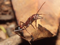 Myrmecia regularis