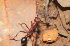 Myrmecia regularis