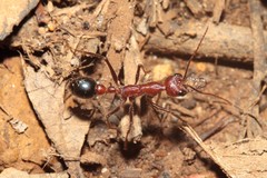Myrmecia regularis
