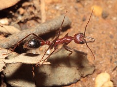 Myrmecia regularis
