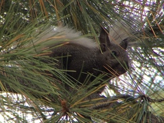 Sciurus aberti kaibabensis