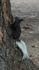 Sciurus aberti kaibabensis