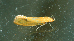 Telocharacta hemicroca