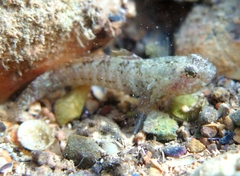 Large-Headed Goby photo 2