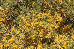 Acacia ligulata