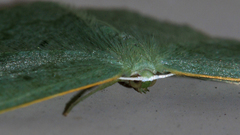 Maxates centrophylla