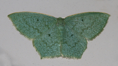 Maxates centrophylla