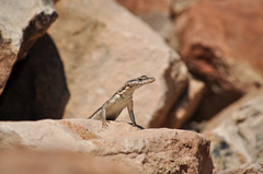 Platysaurus intermedius rhodesianus