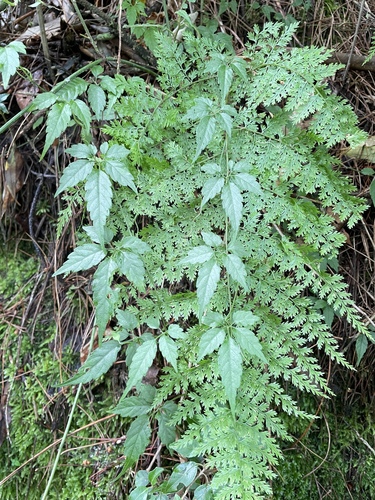 Gynostemma pentaphyllum observed 2025-06-25