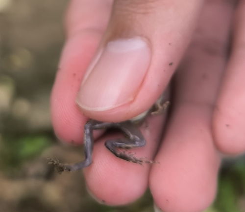 Fejervarya limnocharis