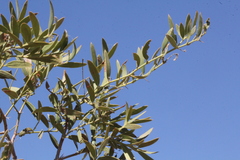 Capparis loranthifolia