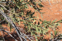 Capparis loranthifolia