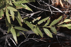 Capparis loranthifolia