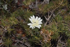 Xanthosia tomentosa