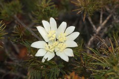 Xanthosia tomentosa