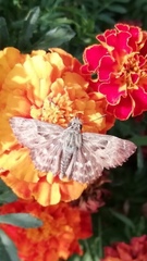 Carcharodus