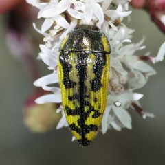 Acmaeodera amplicollis