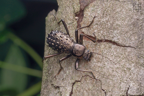 Morphostenophanes papillatus