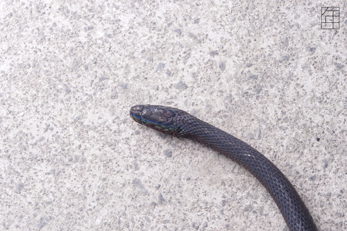 Achalinus ningshanensis
