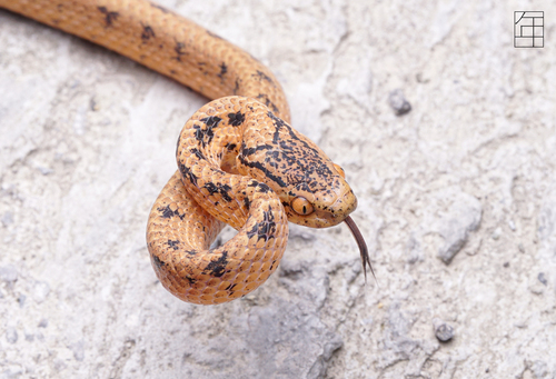 Boulenger's Slug Snake