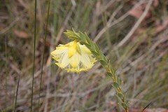 Pimelea tinctoria