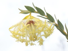 Pimelea tinctoria
