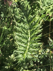 Achillea distans stricta