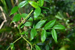 Coptosapelta diffusa