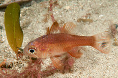 Vincentia novaehollandiae