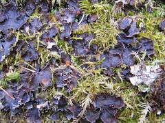 Peltigera neckeri