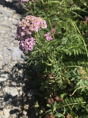 Achillea distans stricta