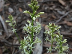 Stackhousia subterranea