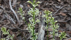Stackhousia subterranea
