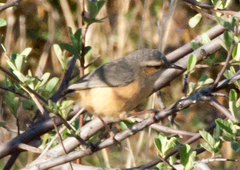 Sylvietta rufescens flecki