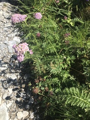 Achillea distans stricta