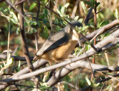 Sylvietta rufescens flecki