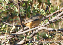 Sylvietta rufescens flecki