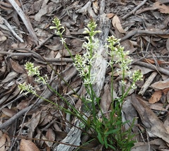 Stackhousia subterranea