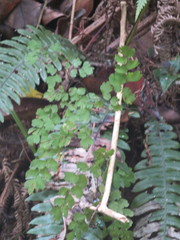 Adiantum raddianum