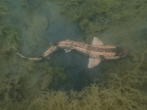 Bull huss (Scyliorhinus stellaris) — Scyliorhinidae — 5