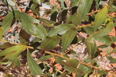 Acacia bivenosa
