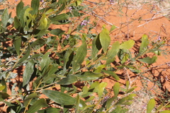 Acacia bivenosa