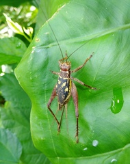 Cardiodactylus guttulus