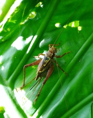 Cardiodactylus guttulus