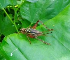 Cardiodactylus guttulus