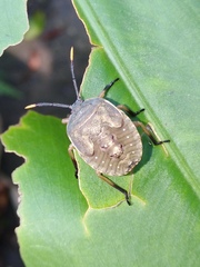Coridius chinensis