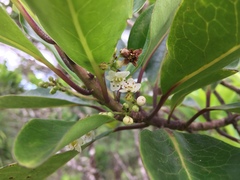 Ilex anomala
