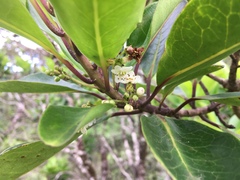 Ilex anomala