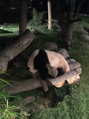 Ailuropoda melanoleuca