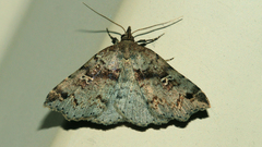 Lithilaria ossicolor